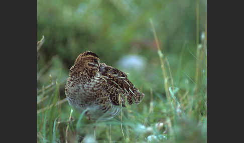 Bekassine (Gallinago gallinago)