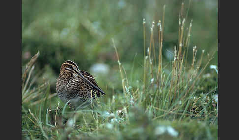 Bekassine (Gallinago gallinago)