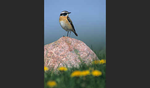 Braunkehlchen (Saxicola rubetra)