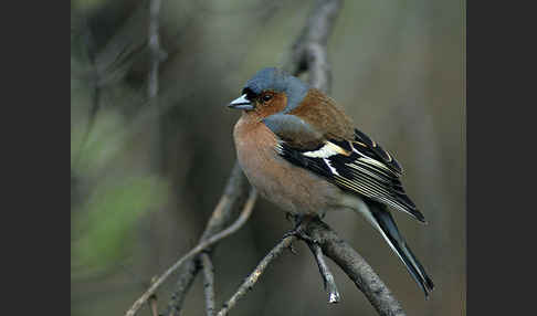 Buchfink (Fringilla coelebs)