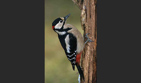 Buntspecht (Dendrocopos major)