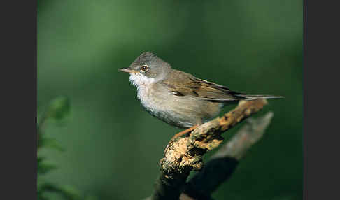 Dorngrasmücke (Sylvia communis)