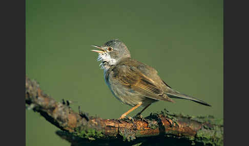 Dorngrasmücke (Sylvia communis)