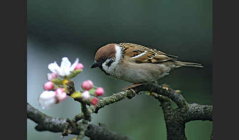 Feldsperling (Passer montanus)