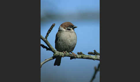 Feldsperling (Passer montanus)