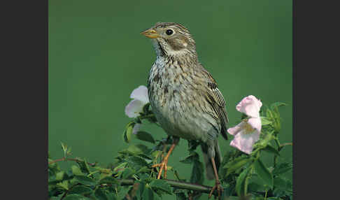 Grauammer (Miliaria calandra)