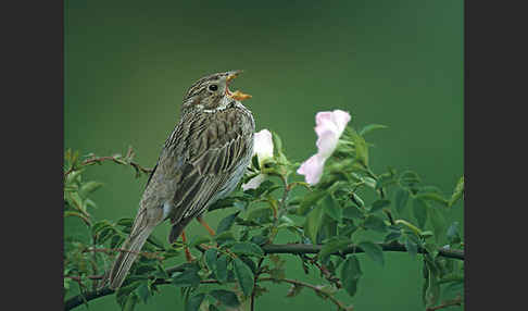 Grauammer (Miliaria calandra)