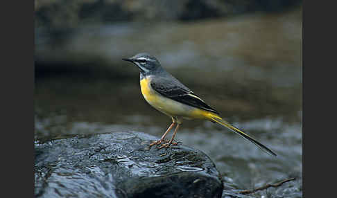 Gebirgsstelze (Motacilla cinerea)