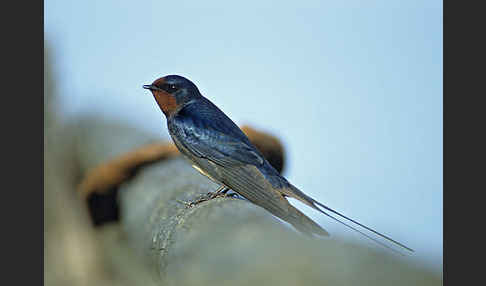 Rauchschwalbe (Hirundo rustica)