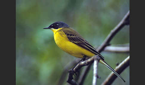 Nordische Schafstelze (Motacilla flava thunbergi)