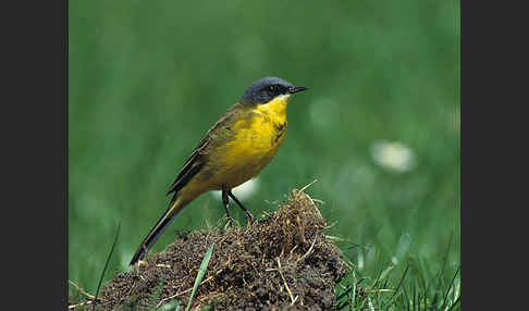 Nordische Schafstelze (Motacilla flava thunbergi)