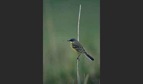 Nordische Schafstelze (Motacilla flava thunbergi)