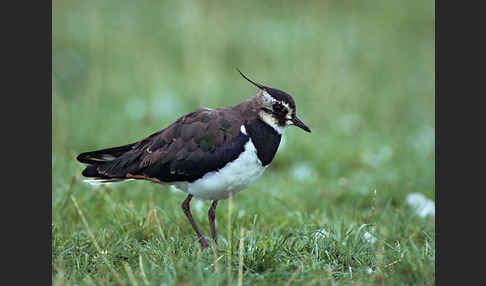 Kiebitz (Vanellus vanellus)