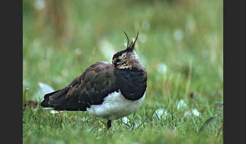 Kiebitz (Vanellus vanellus)