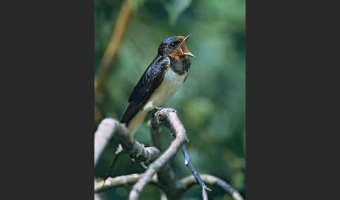 Rauchschwalbe (Hirundo rustica)