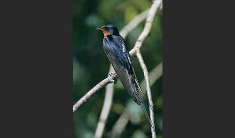 Rauchschwalbe (Hirundo rustica)