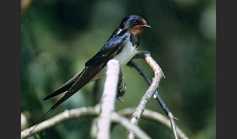 Rauchschwalbe (Hirundo rustica)