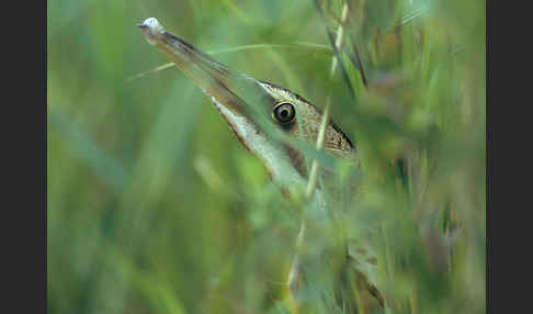 Rohrdommel (Botaurus stellaris)