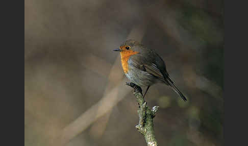 Rotkehlchen (Erithacus rubecula)