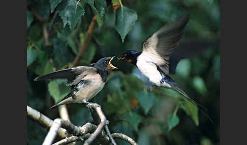 Rauchschwalbe (Hirundo rustica)