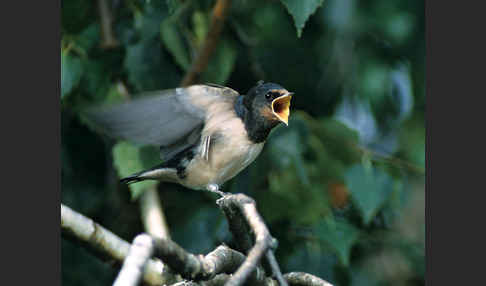 Rauchschwalbe (Hirundo rustica)