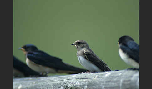 Rauchschwalbe (Hirundo rustica)