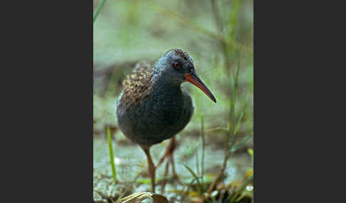 Wasserralle (Rallus aquaticus)