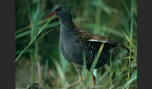 Wasserralle (Rallus aquaticus)