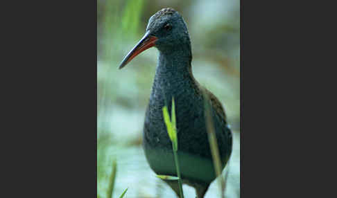 Wasserralle (Rallus aquaticus)