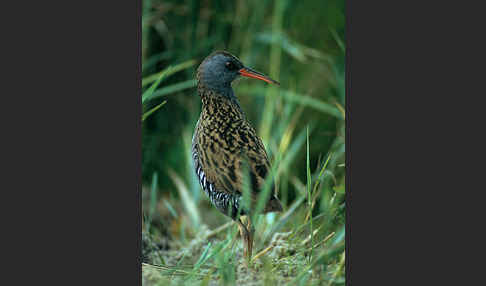 Wasserralle (Rallus aquaticus)