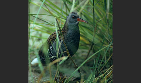 Wasserralle (Rallus aquaticus)