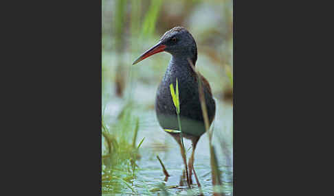 Wasserralle (Rallus aquaticus)