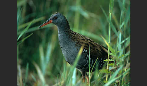 Wasserralle (Rallus aquaticus)