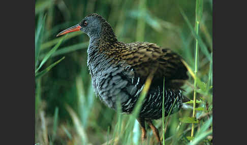 Wasserralle (Rallus aquaticus)