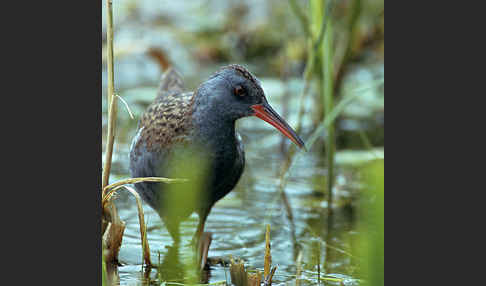 Wasserralle (Rallus aquaticus)