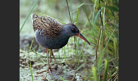 Wasserralle (Rallus aquaticus)