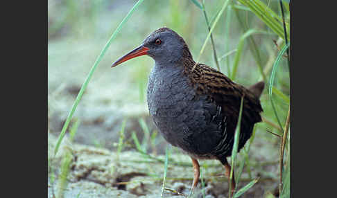 Wasserralle (Rallus aquaticus)