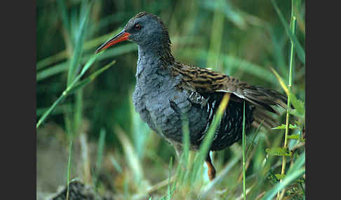 Wasserralle (Rallus aquaticus)