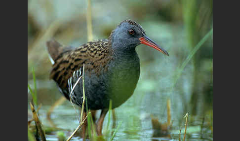 Wasserralle (Rallus aquaticus)