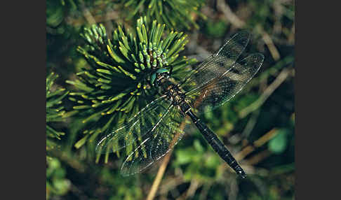 Alpen-Smaragdlibelle (Somatochlora alpestris)