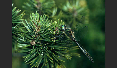 Alpen-Smaragdlibelle (Somatochlora alpestris)