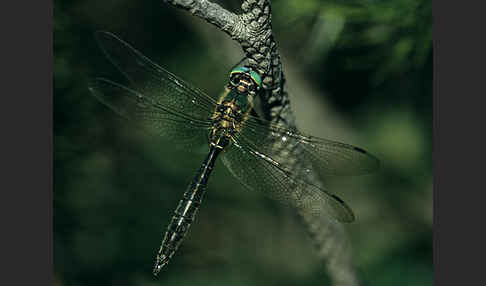 Alpen-Smaragdlibelle (Somatochlora alpestris)