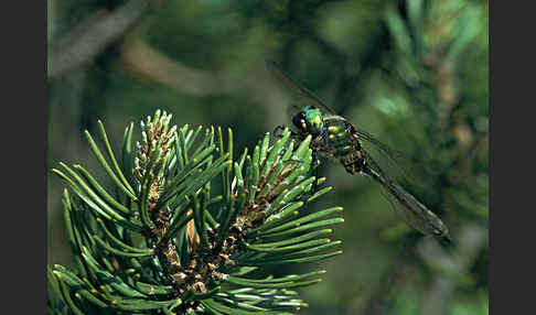 Alpen-Smaragdlibelle (Somatochlora alpestris)