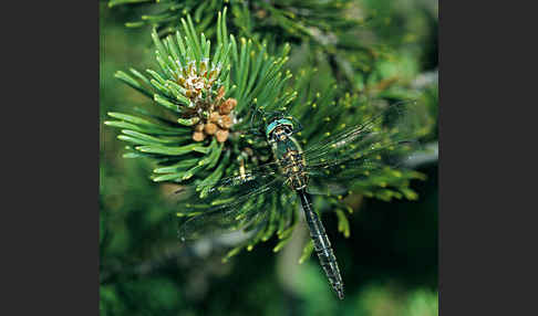 Alpen-Smaragdlibelle (Somatochlora alpestris)