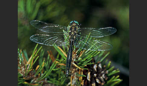 Alpen-Smaragdlibelle (Somatochlora alpestris)