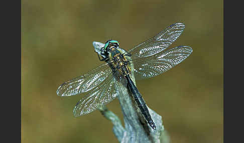 Alpen-Smaragdlibelle (Somatochlora alpestris)