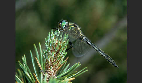 Alpen-Smaragdlibelle (Somatochlora alpestris)