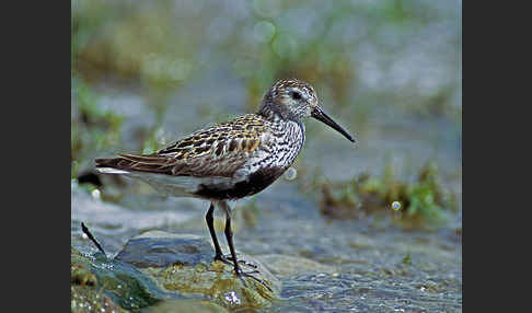 Alpenstrandläufer (Calidris alpina)