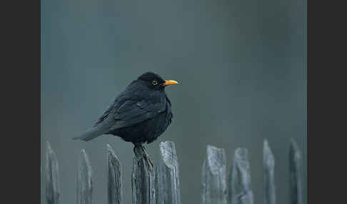 Amsel (Turdus merula)