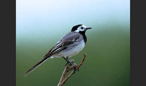 Bachstelze (Motacilla alba)